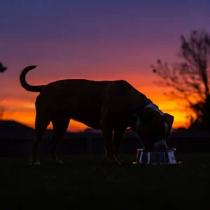 Dog owner serving salmon and sweet potato dog food from a bowl to a small breed dog. 
