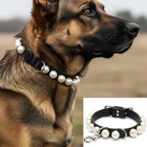 Detailed view of a durable pearl dog collar on a larger dog, showcasing craftsmanship and style